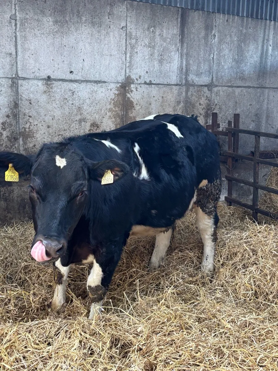 Ai bred weanling heifers - Image 1