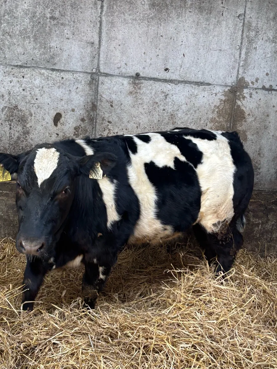 Ai bred weanling heifers - Image 4