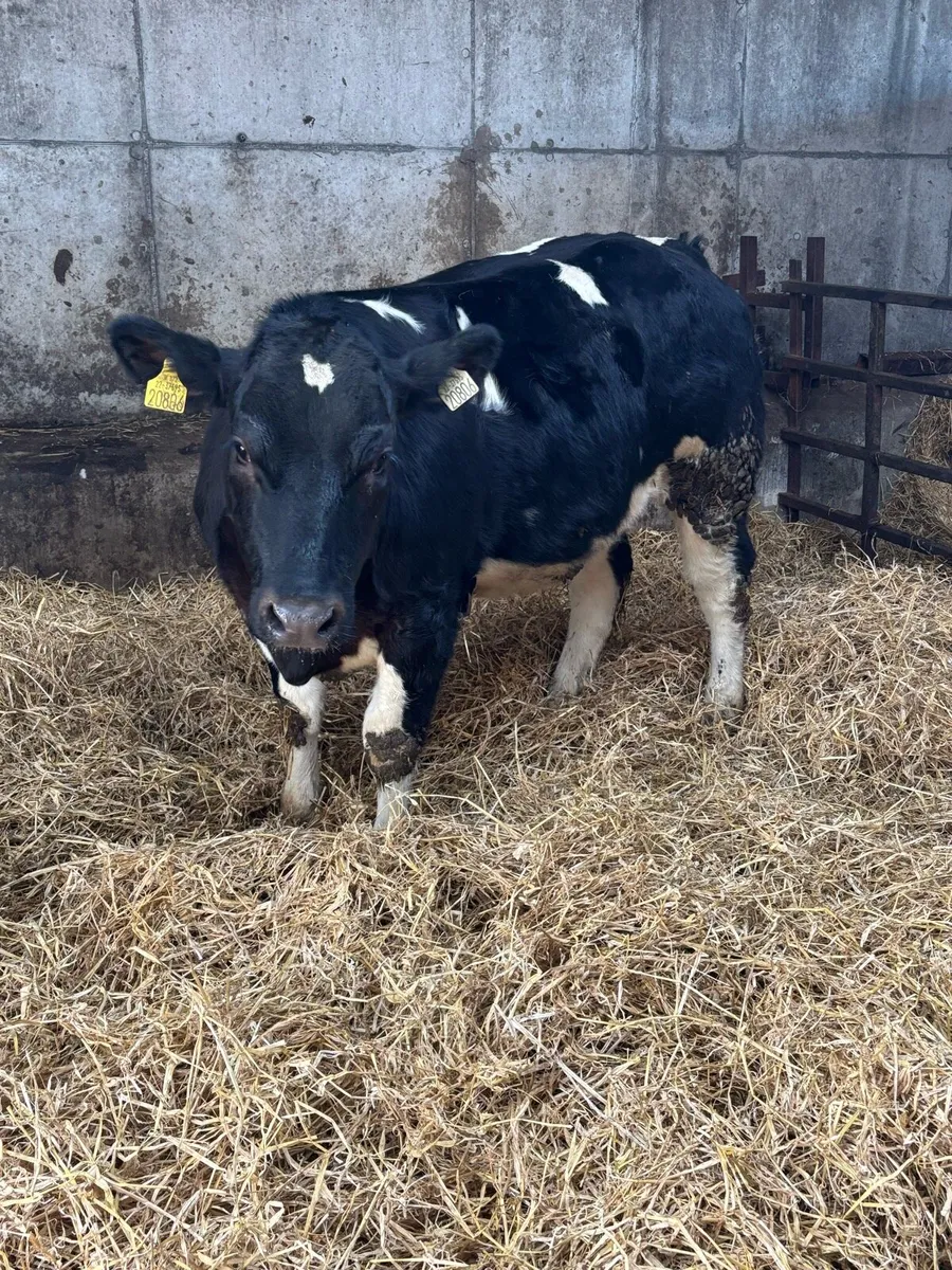 Ai bred weanling heifers - Image 2