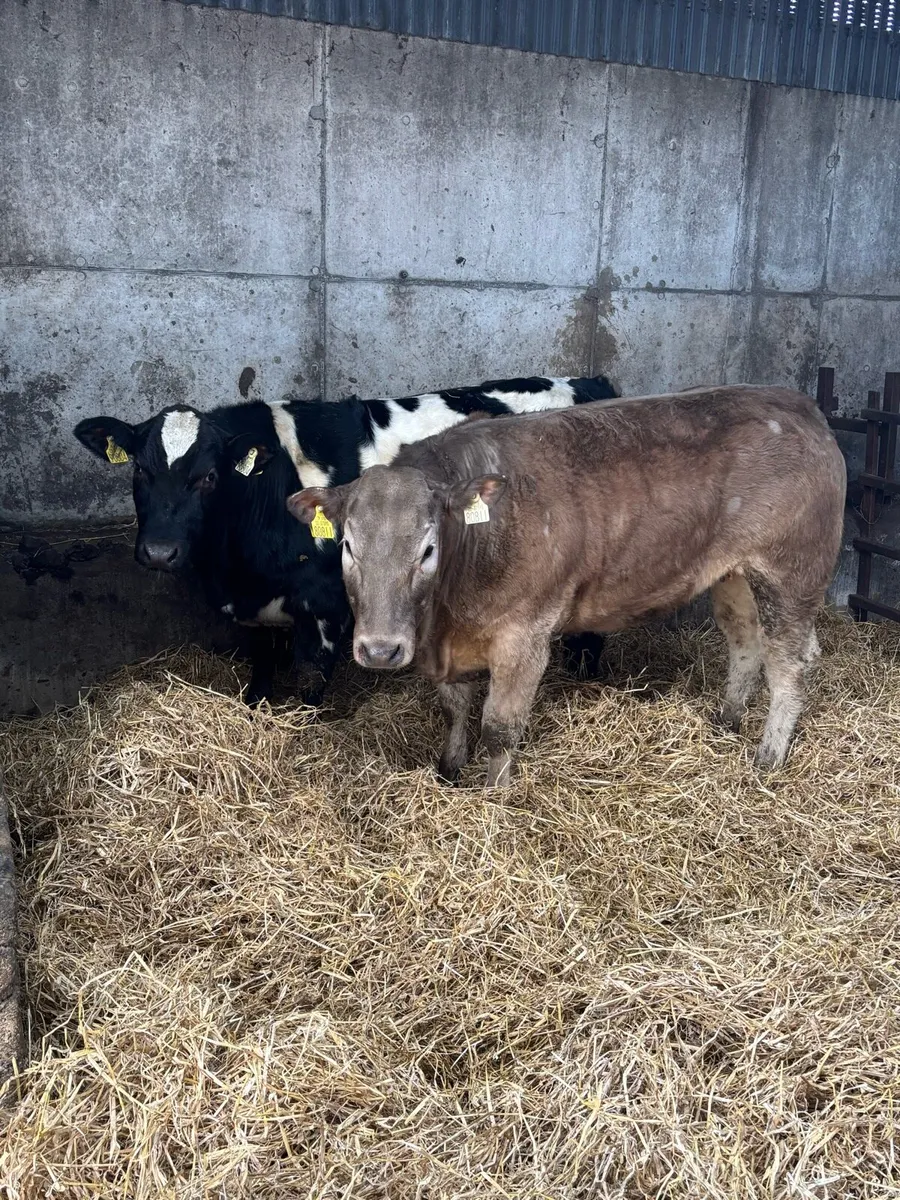 Ai bred weanling heifers - Image 3