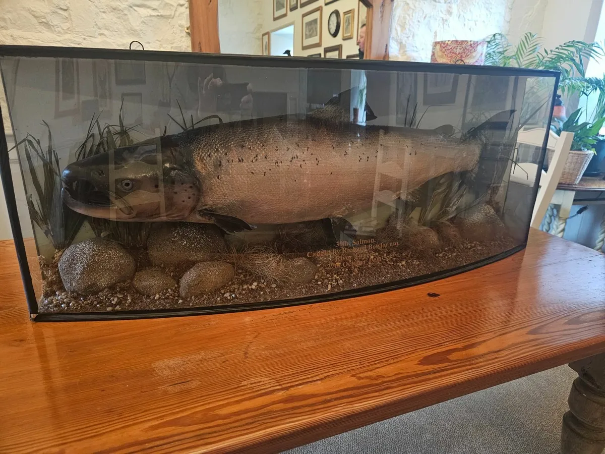 Vintage Taxidermy 30lb Salmon in Case - Image 1