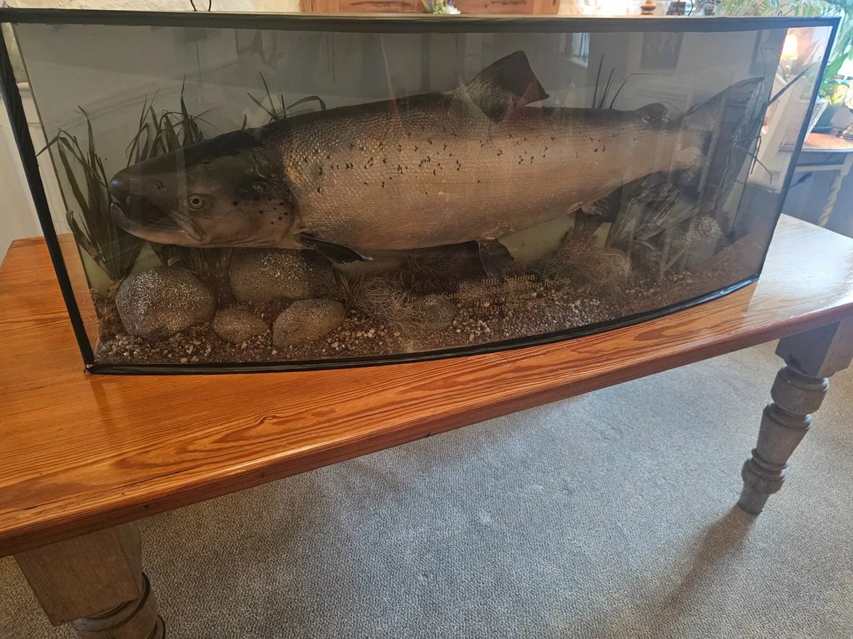 Vintage Taxidermy 30lb Salmon in Case - Image 2