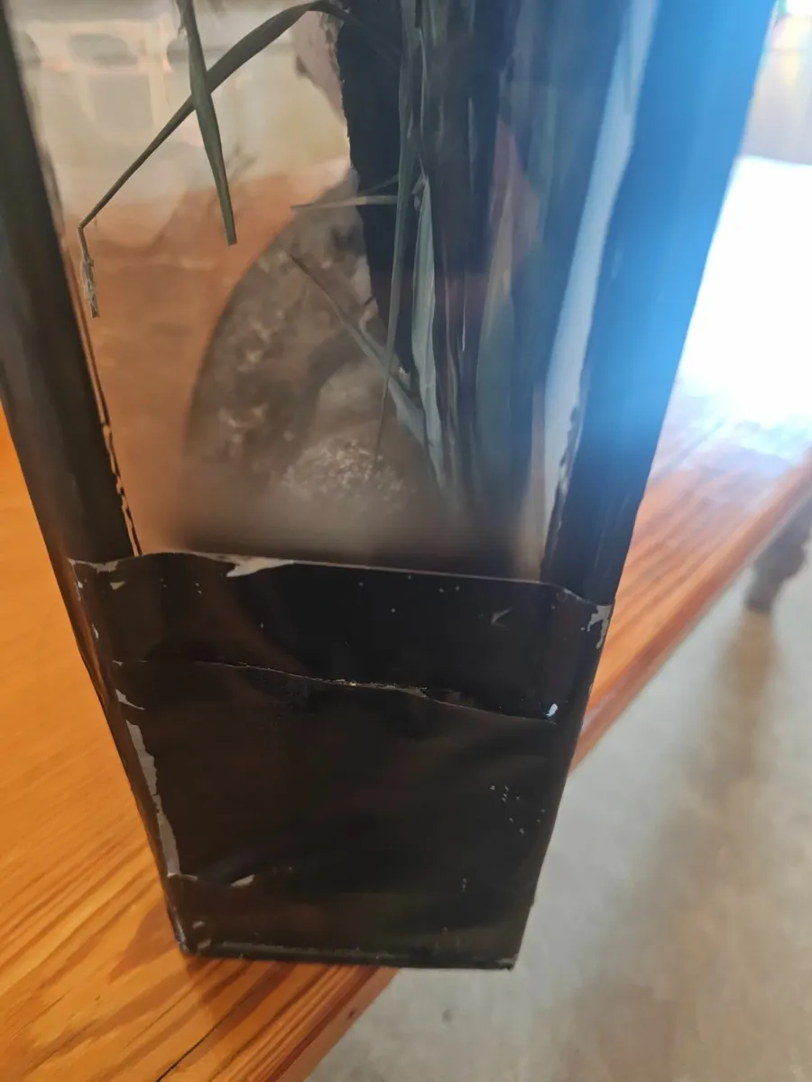 Vintage Taxidermy 30lb Salmon in Case - Image 4