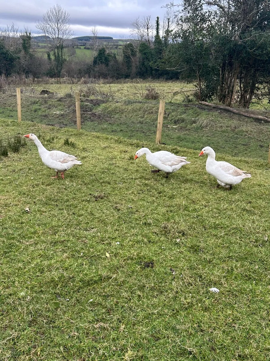 FREE - 3 Geese - Image 2