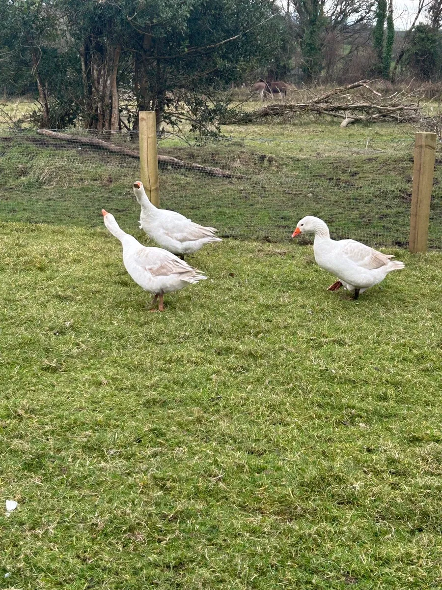 FREE - 3 Geese - Image 3