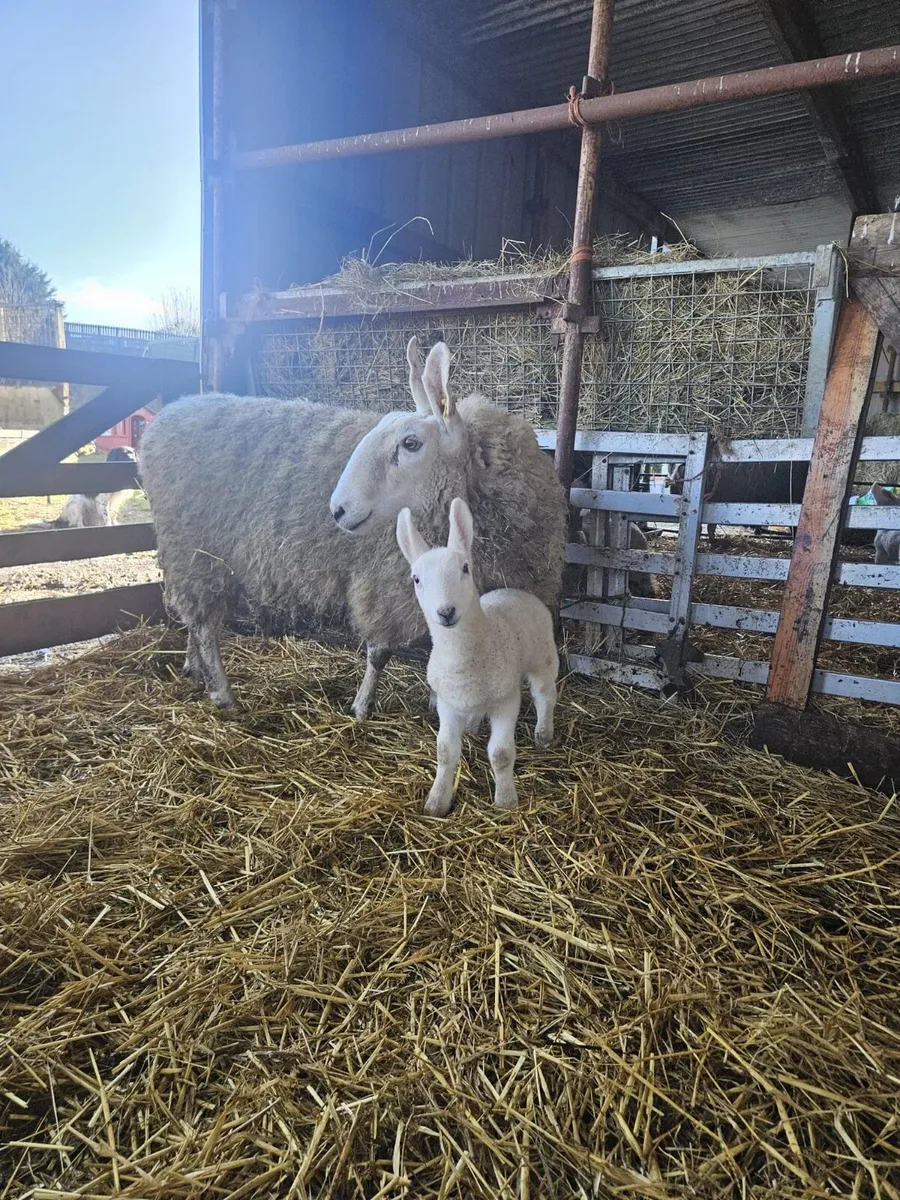 Border Leicester - Image 3