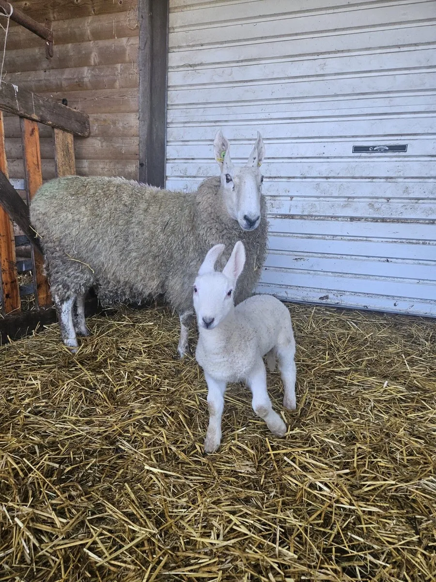 Border Leicester - Image 4