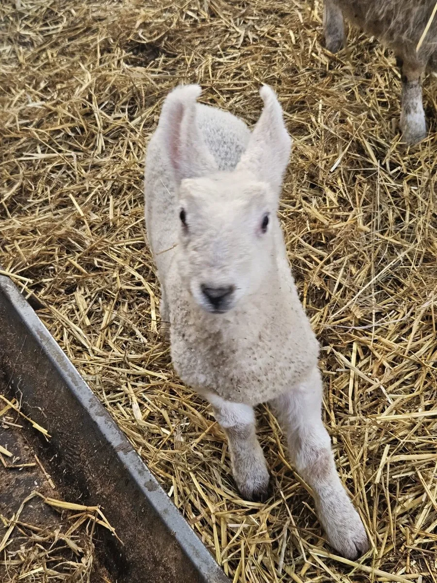 Border Leicester - Image 2