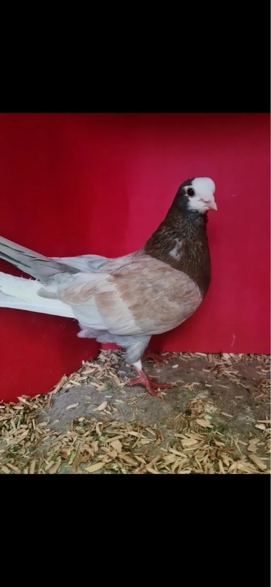 Wolverhampton tumblers - Image 1