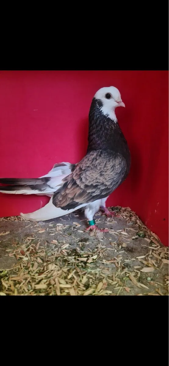 Wolverhampton tumblers - Image 2