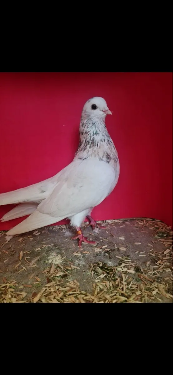 Wolverhampton tumblers - Image 3