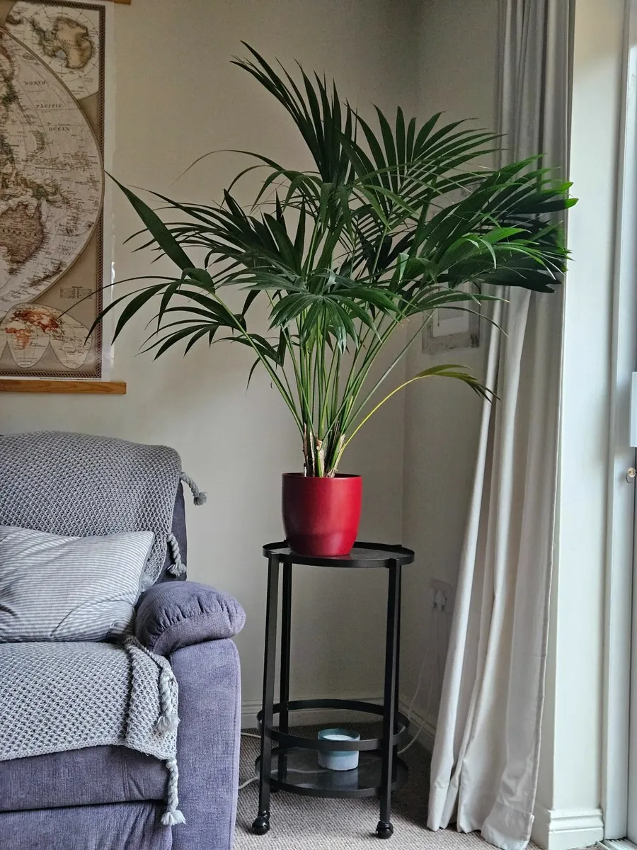 Monstera and Palm - Image 2