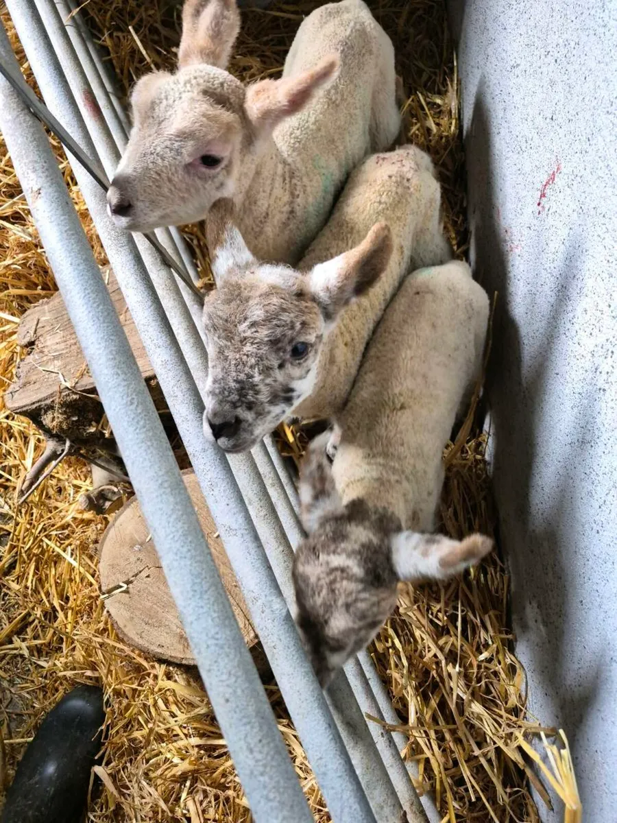 Pet Lambs - Image 4