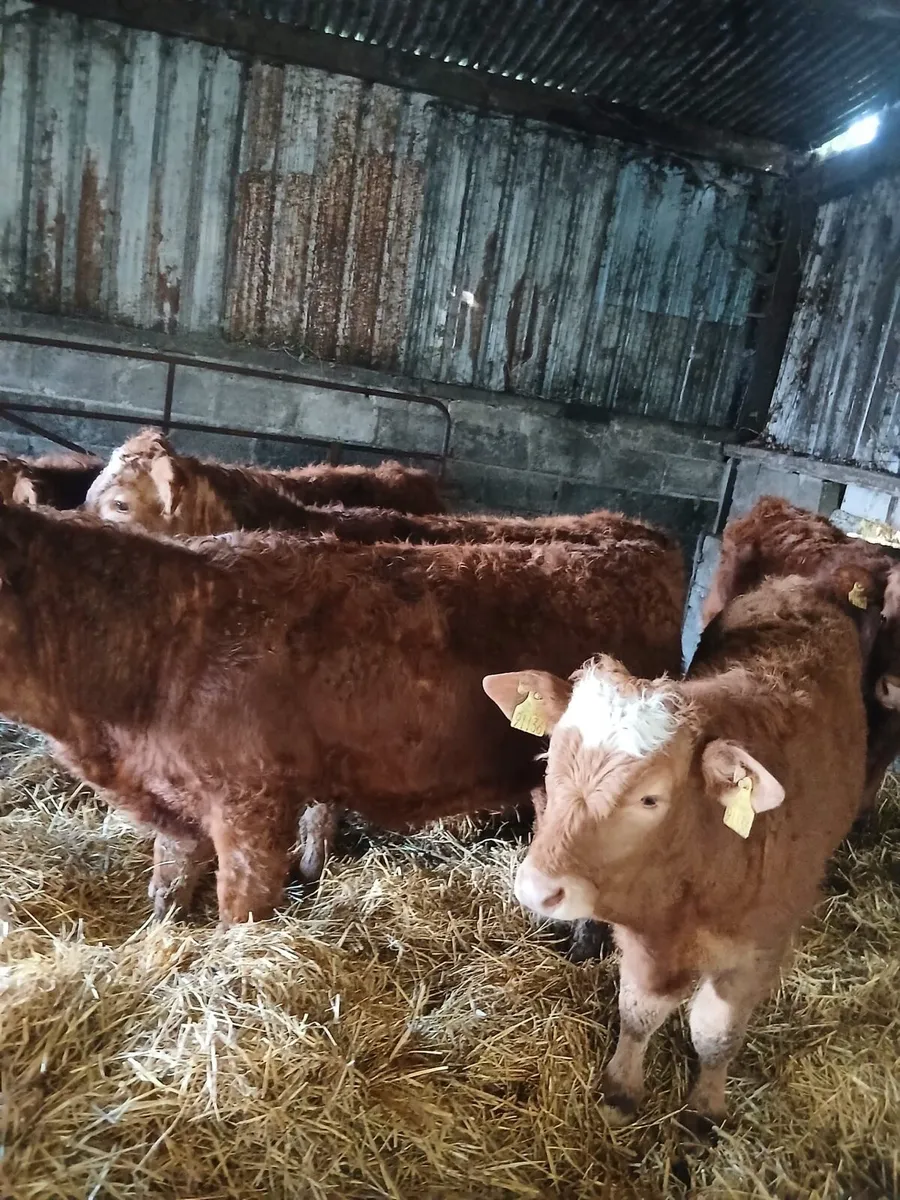 5 Limousin Cattle - Image 3