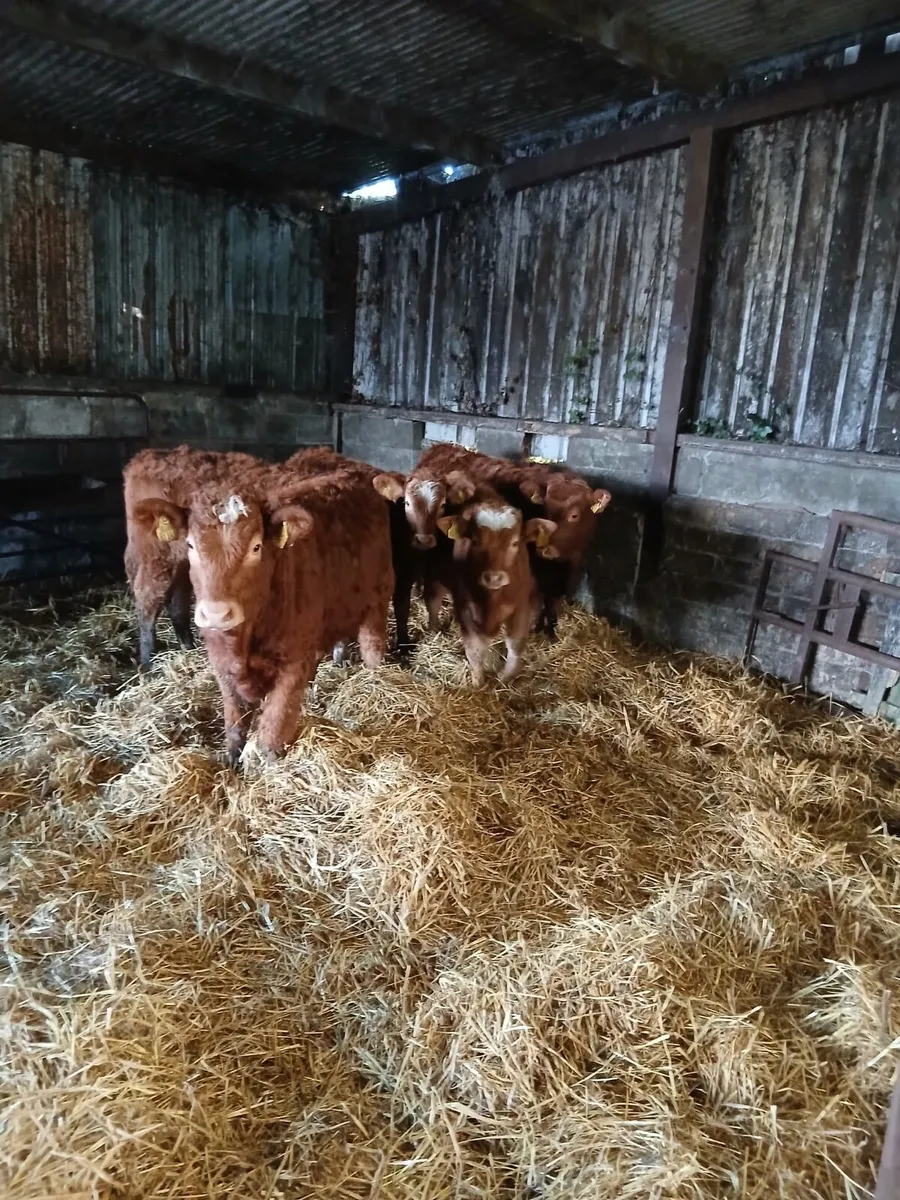 5 Limousin Cattle - Image 1