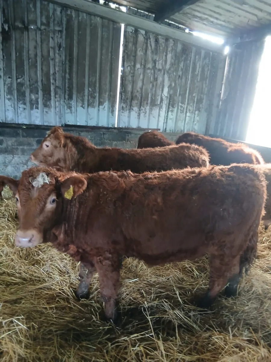 5 Limousin Cattle - Image 2