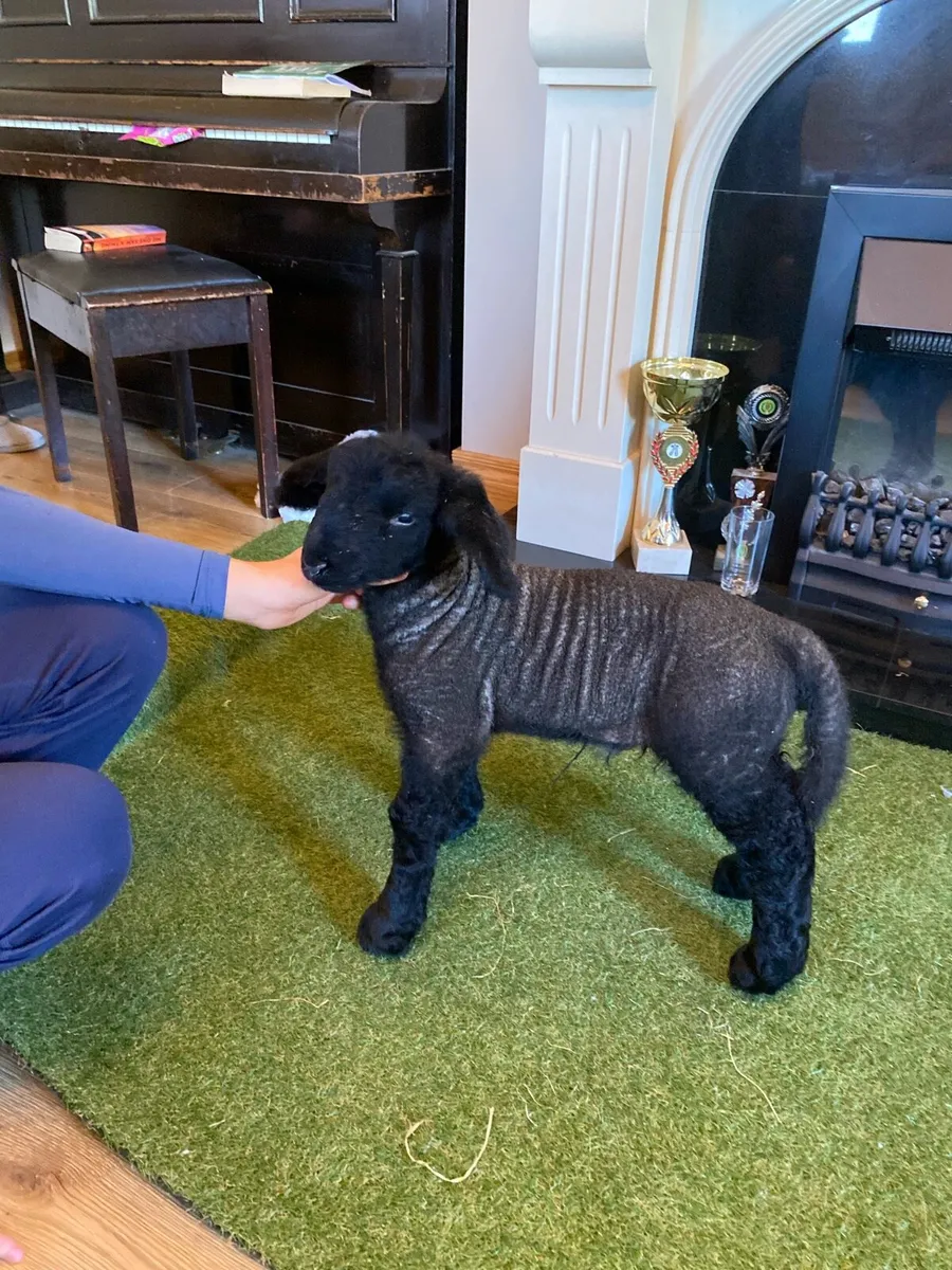 PEDIGREE SUFFOLK PET FOSTER EWE LAMB - Image 1