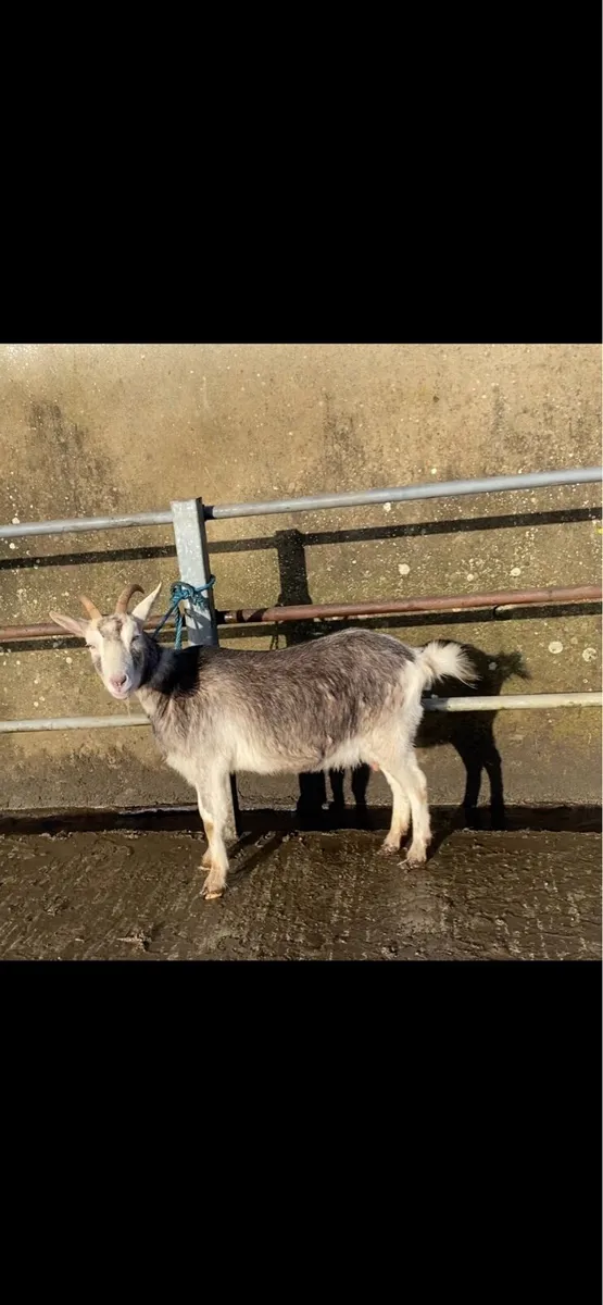 milking goat - Image 2