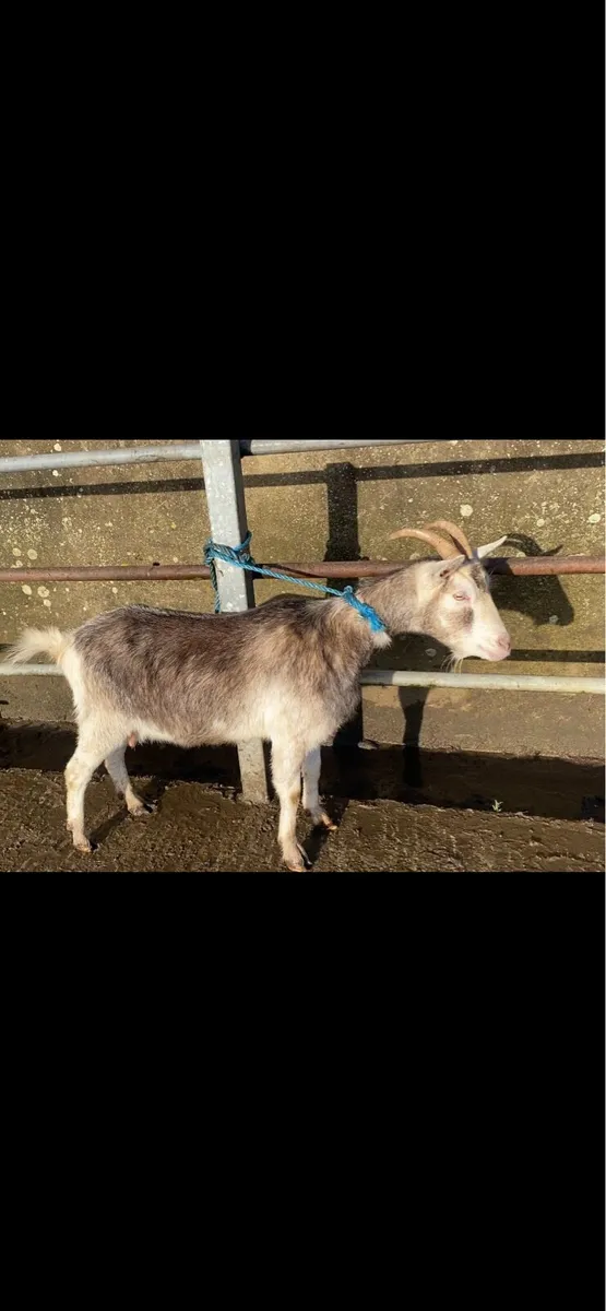 milking goat - Image 3