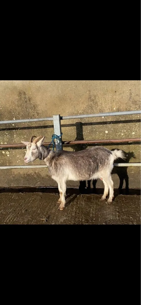 milking goat - Image 1