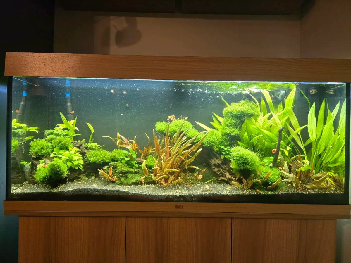 Fishtank - Image 2