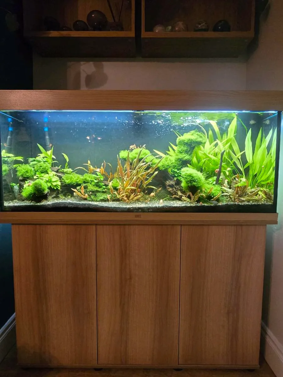 Fishtank - Image 1
