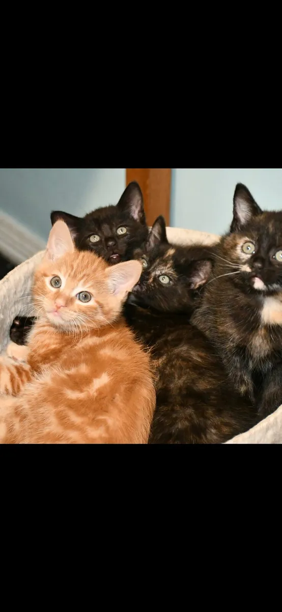 Gorgeous kittens available now!! Ginger is on HOLD - Image 1