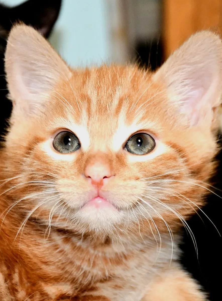 Gorgeous kittens available now!! Ginger is on HOLD - Image 3
