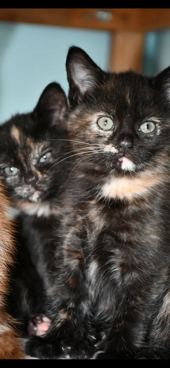 Gorgeous kittens available now!! Ginger is on HOLD - Image 4