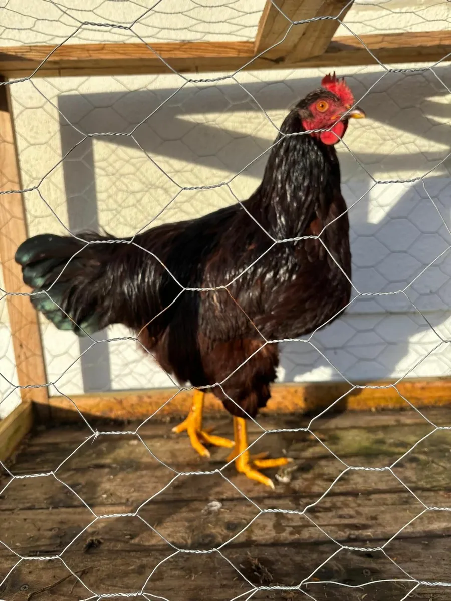 Poultry - Image 1