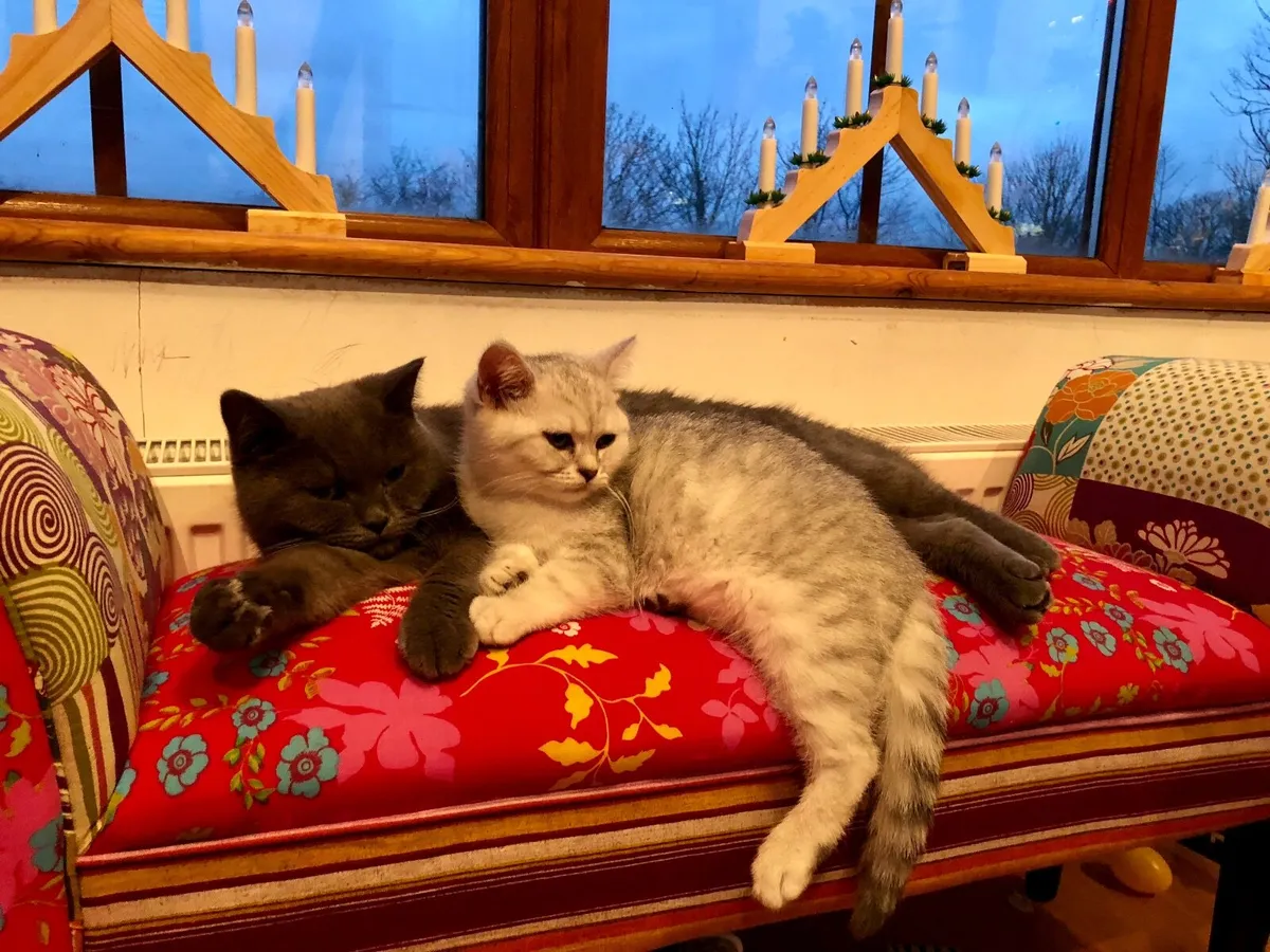 British Shorthair male cat neutered - Image 3