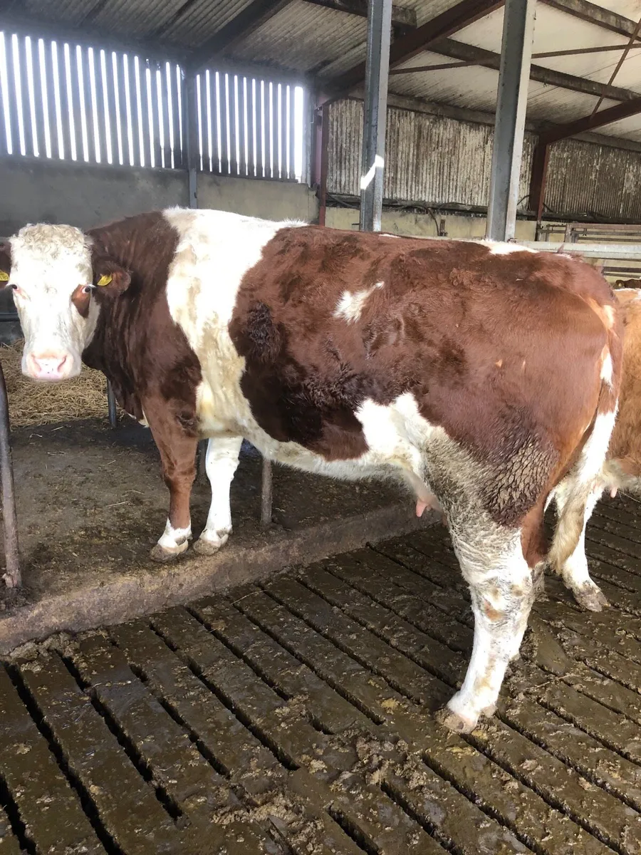 Suckler for sale - Image 1