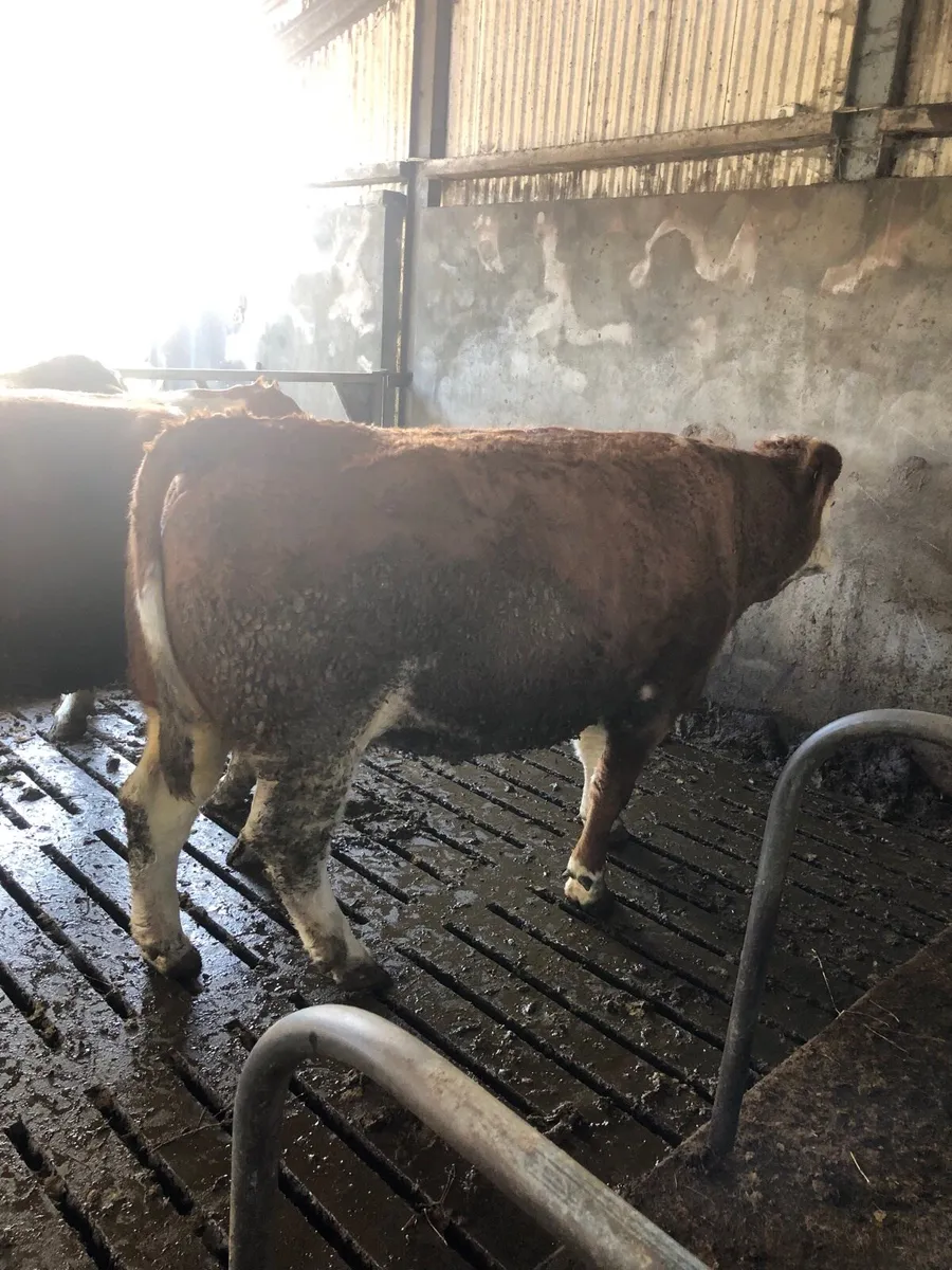 Suckler for sale - Image 2