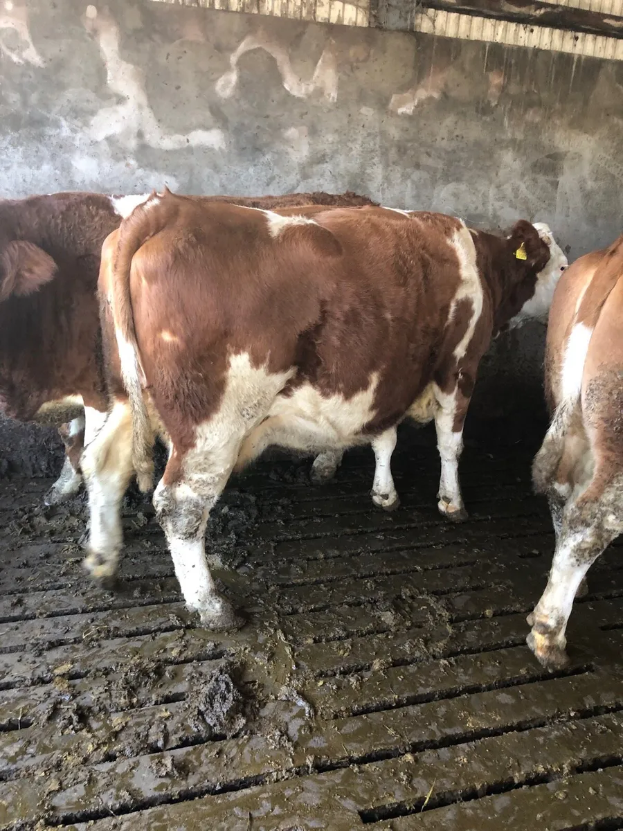 Suckler for sale - Image 3