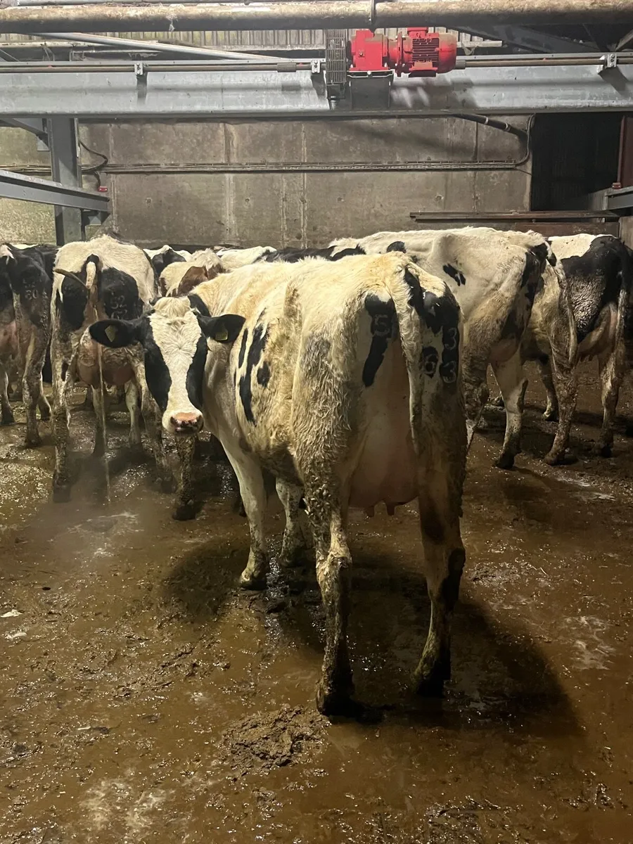 Pedigree heifers - Image 3