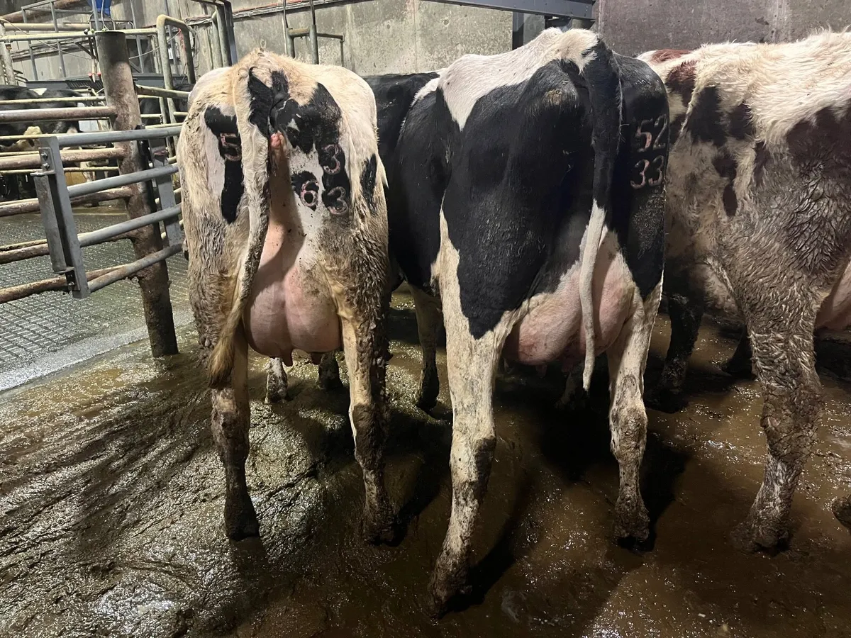 Pedigree heifers - Image 4