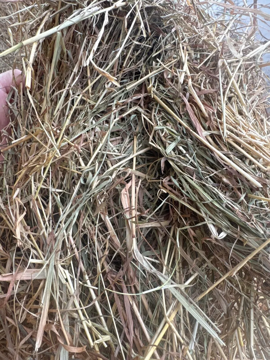 Nice Green soft hay in round and square bales