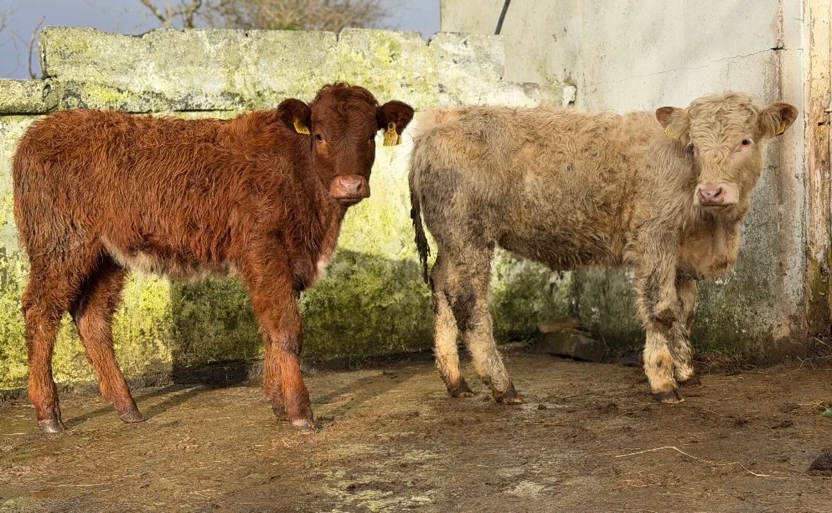 ⭐️2 Smashing Heifer Weanlings⭐️ - Image 3