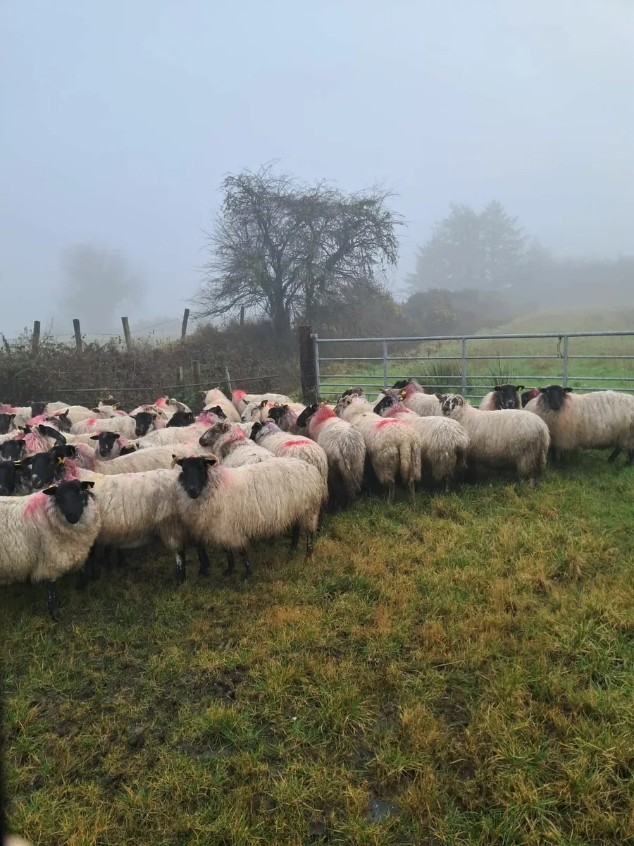Ewes in Lamb - Image 1