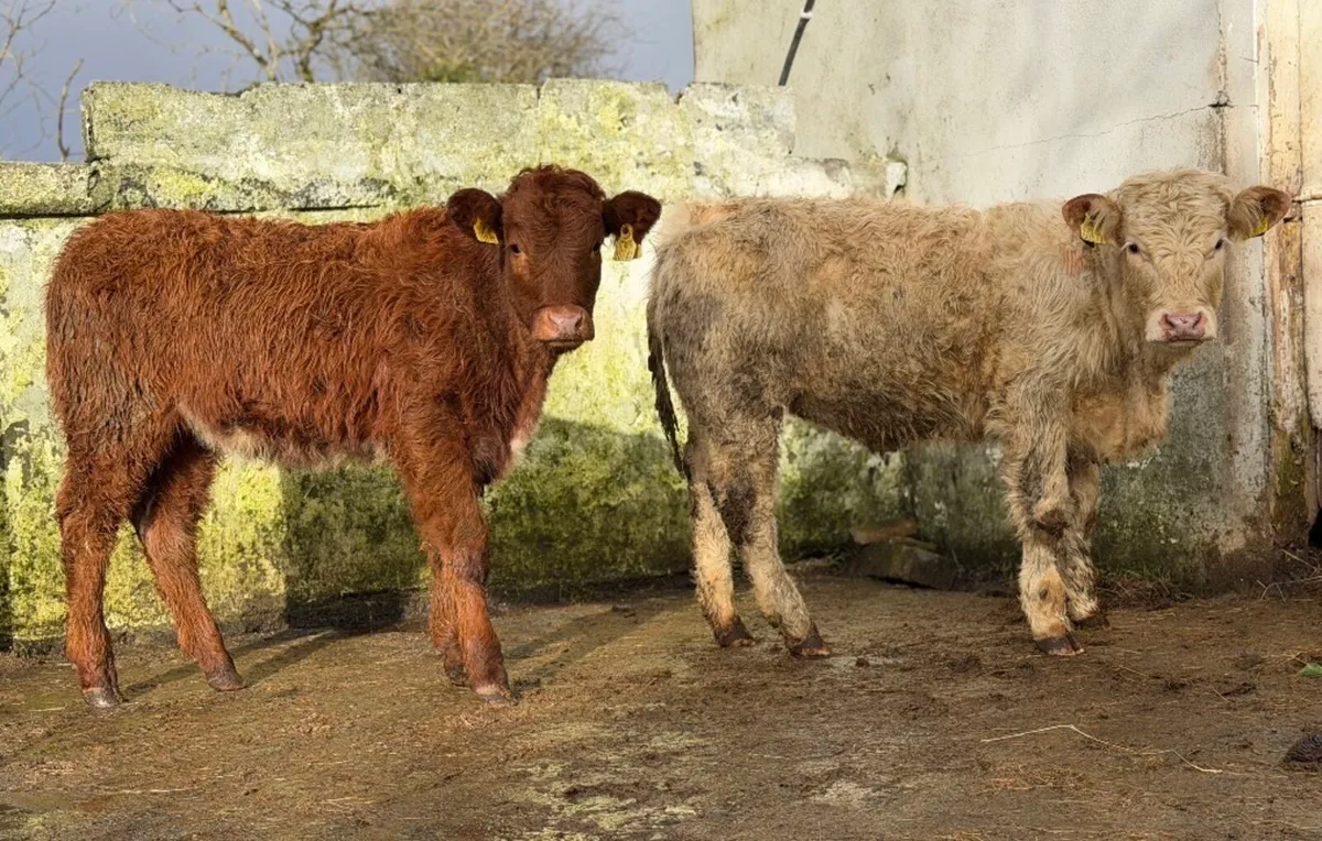 ⭐️2 Smashing Heifer Weanlings⭐️ - Image 1