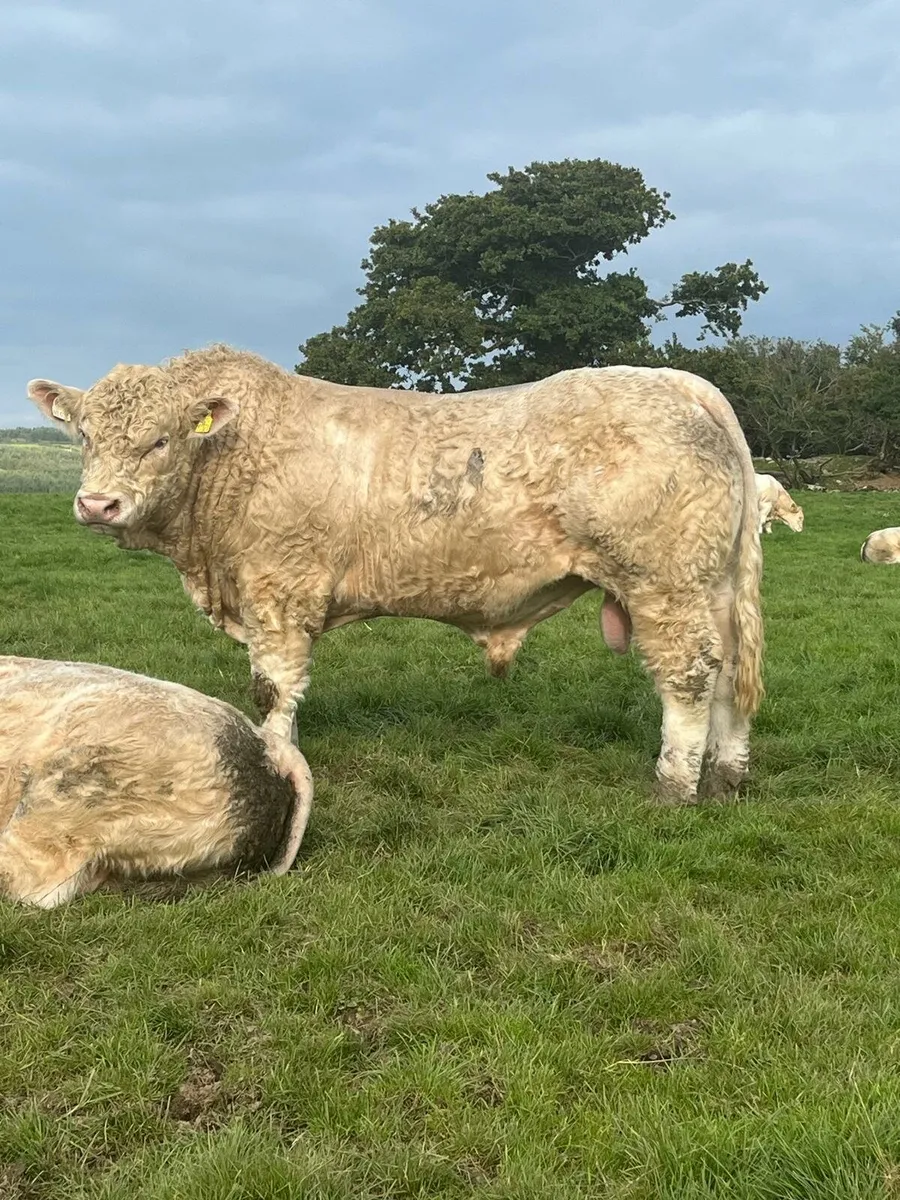 5 Star P.B.R Charolais bull - Image 1
