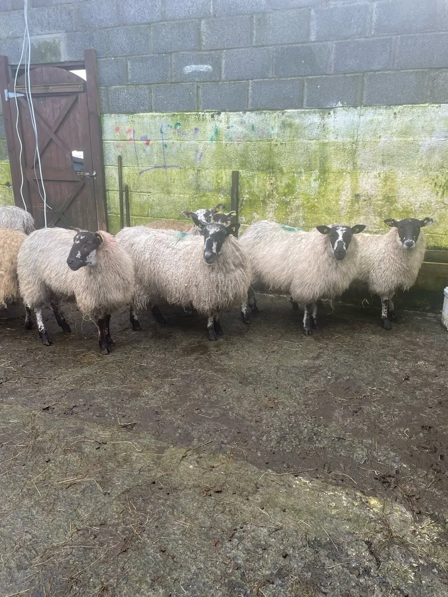Ewe lambs - Image 2
