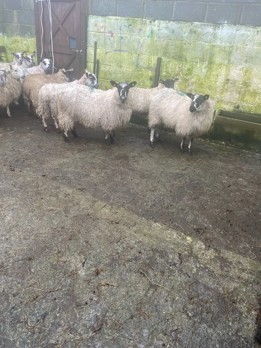 Ewe lambs - Image 1