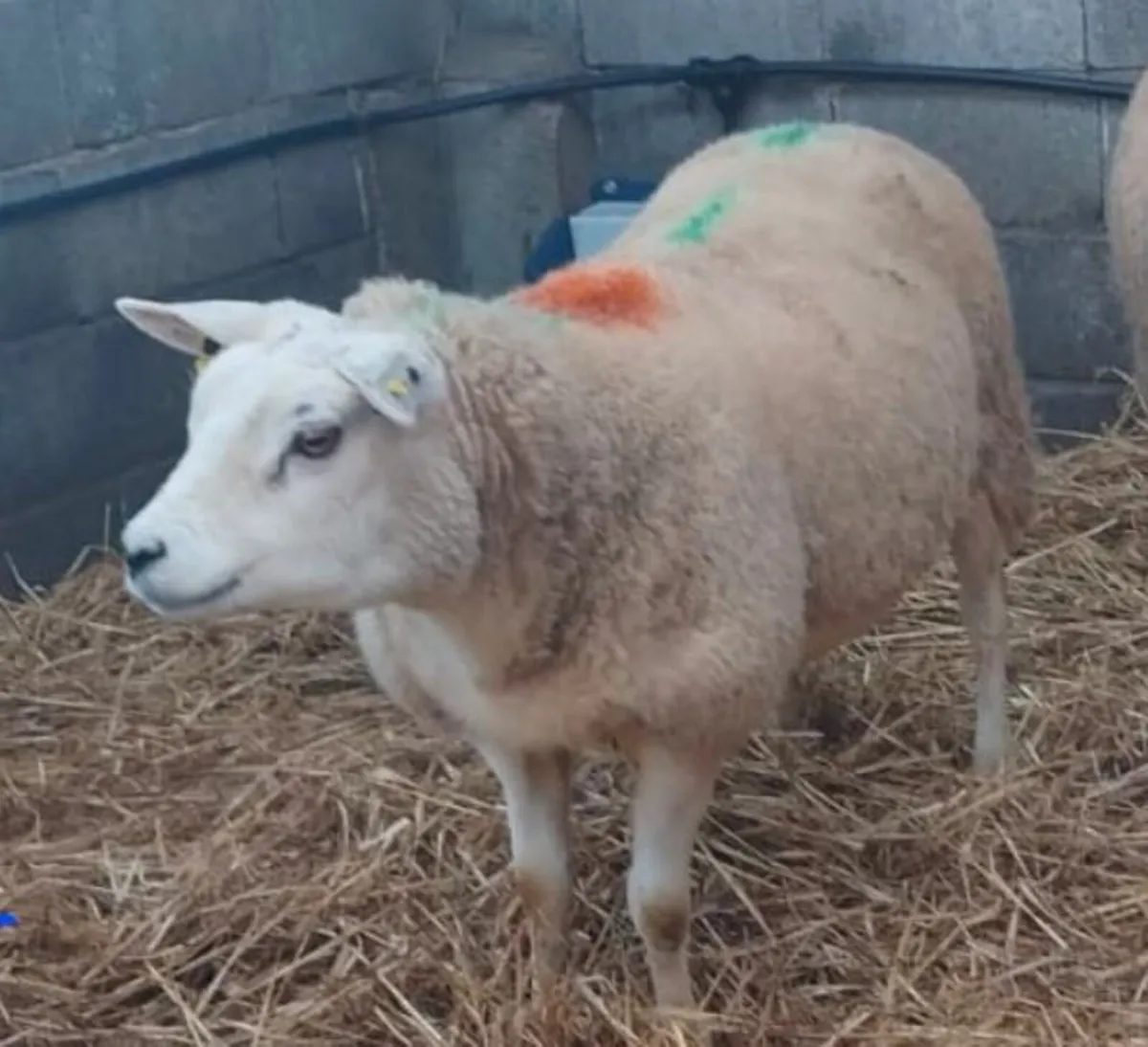 PBNR Texel Ewe - Image 2