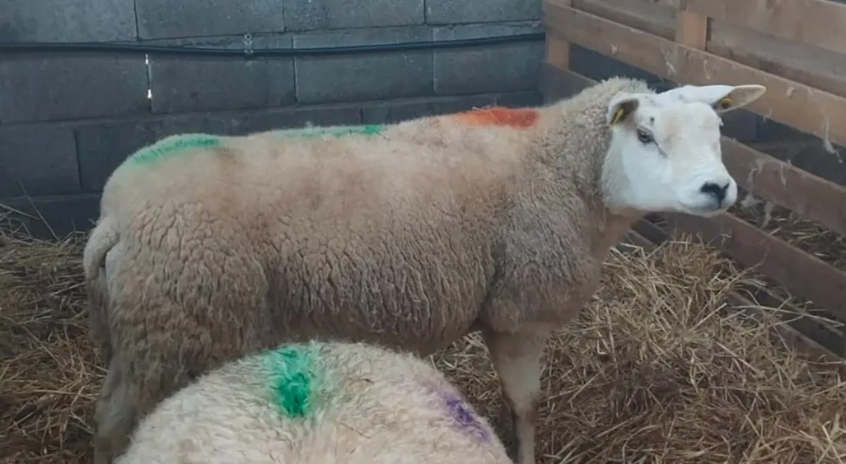 PBNR Texel Ewe - Image 3