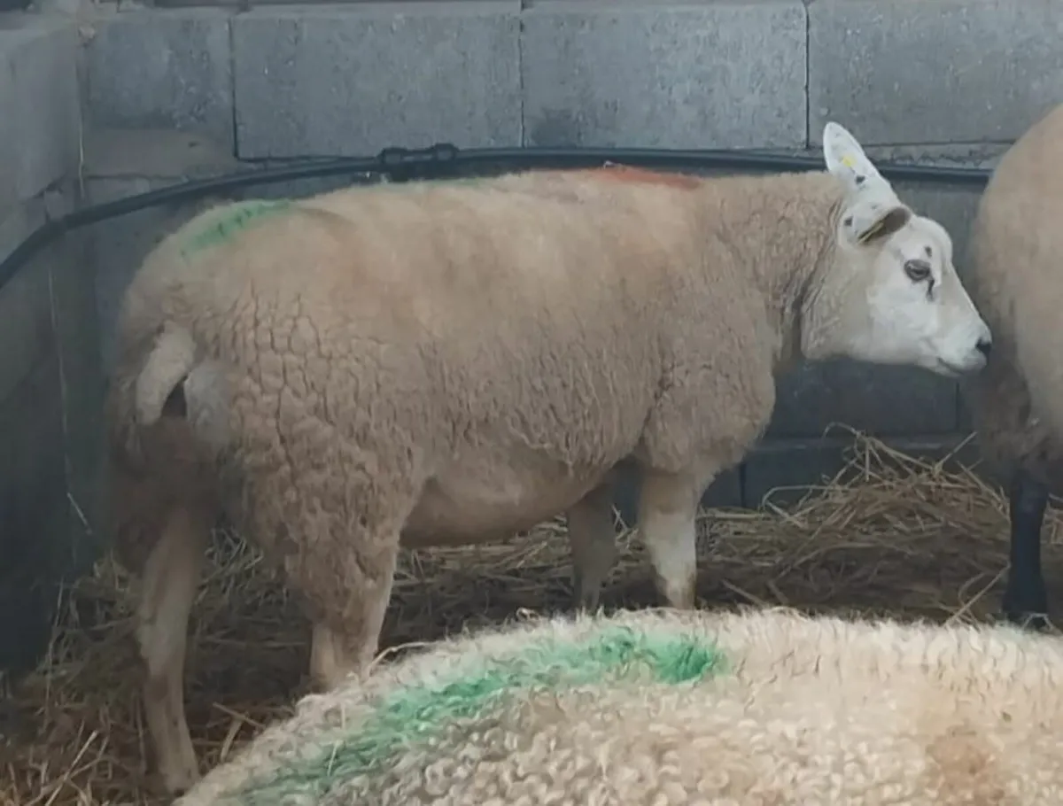 PBNR Texel Ewe - Image 1