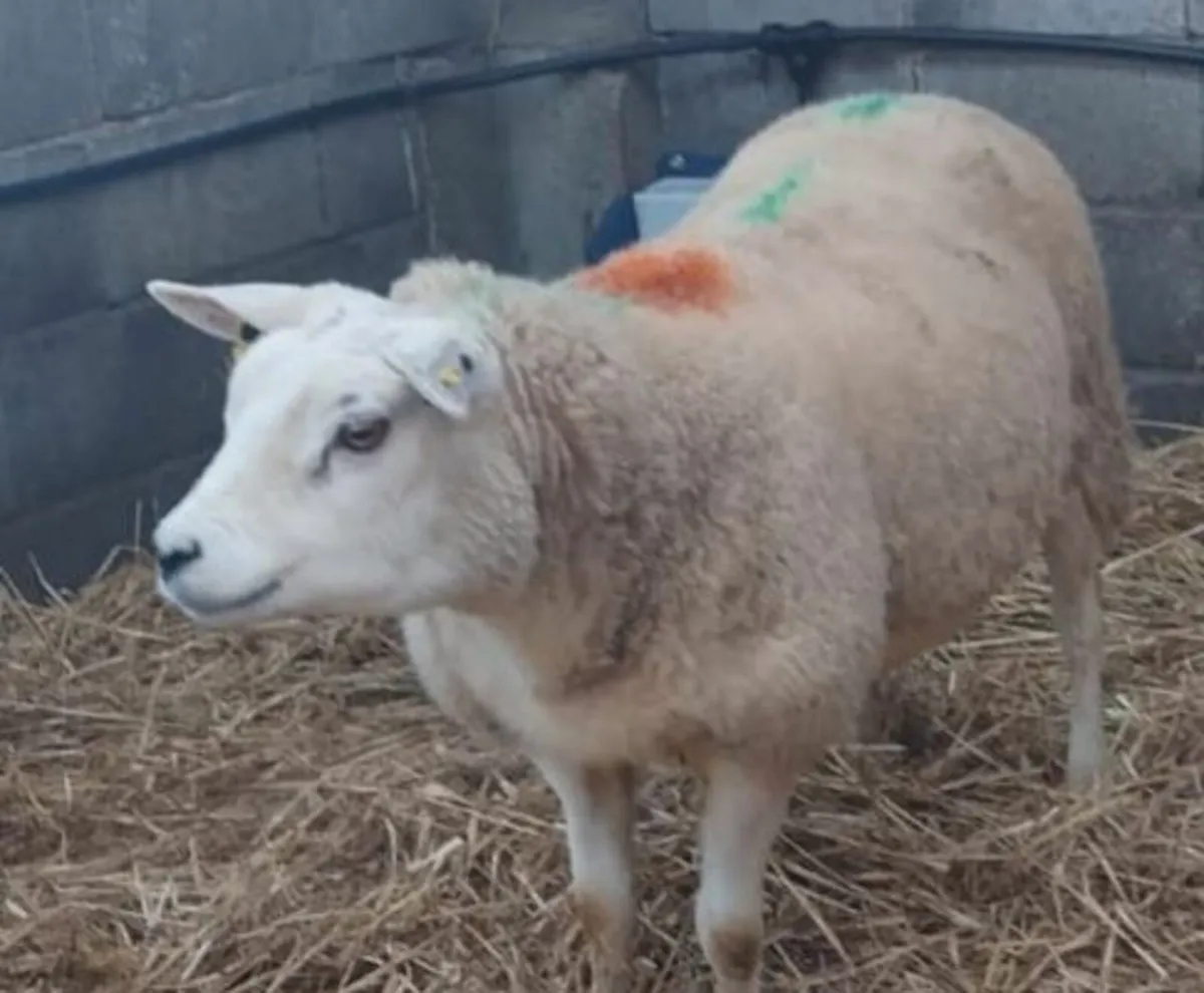 PBNR Texel Ewe - Image 4