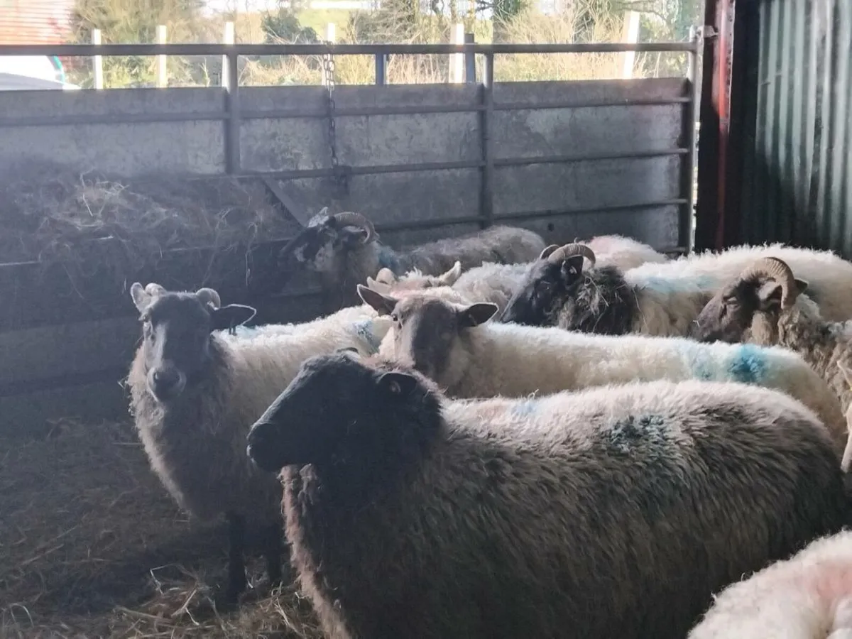 12 young inlamb ewes - Image 2