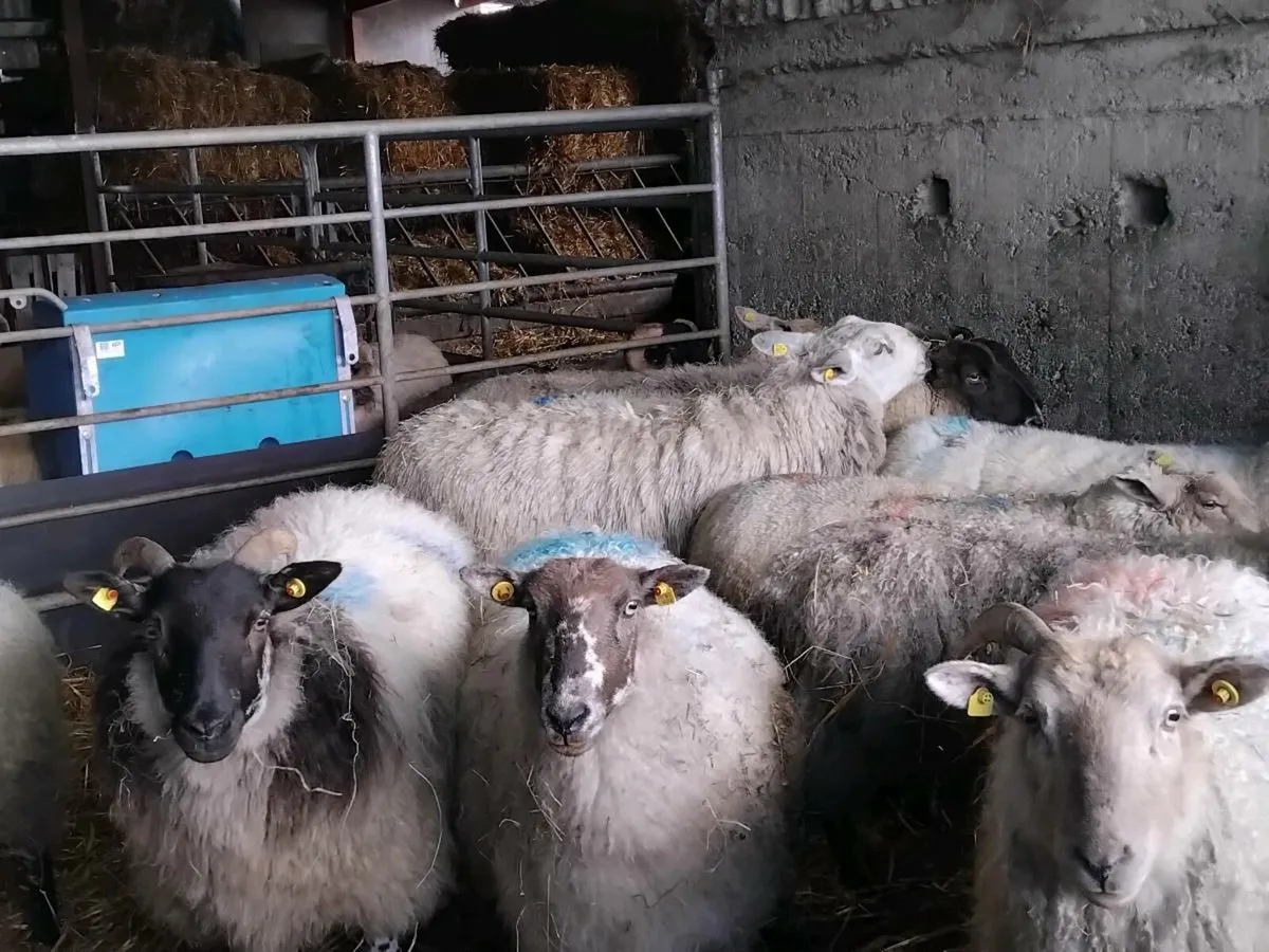 12 young inlamb ewes - Image 1