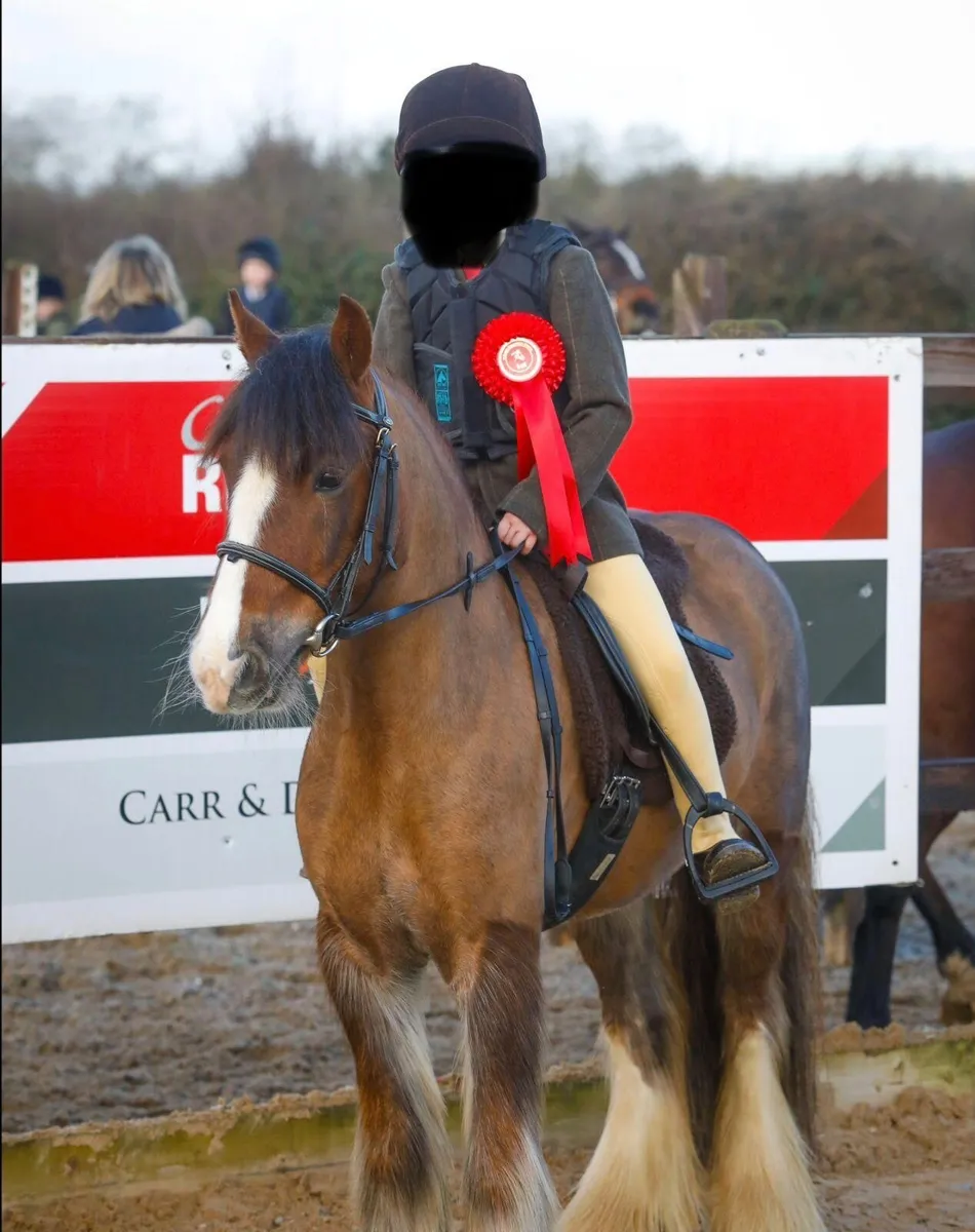 🌟12.1hh| 7 Year Old Gelding | Pony Club Pony - Image 1